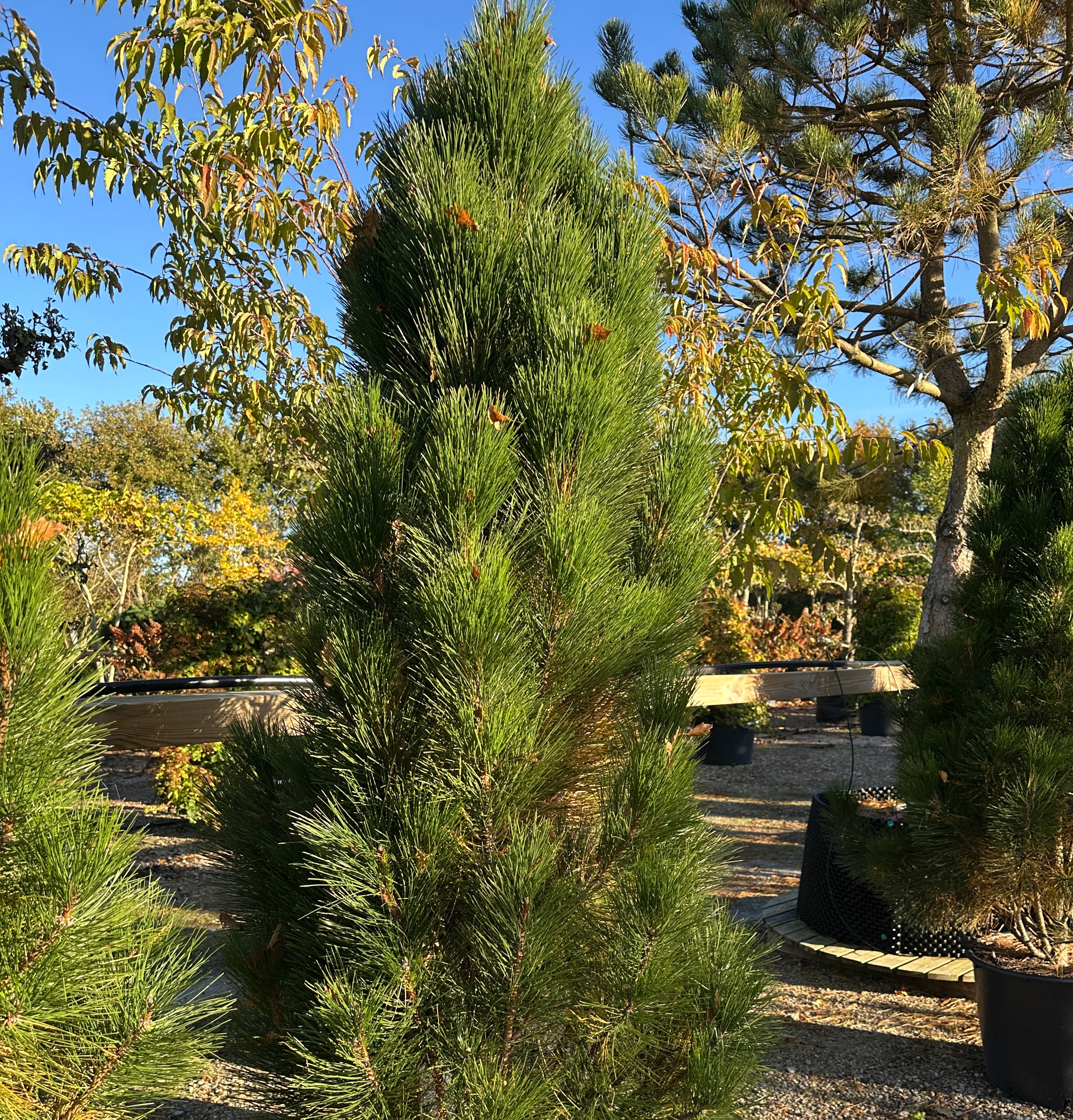 Søjleformet Østrigsk fyr, Pinus nigra Pyramides, der har en smal og opret vækstform