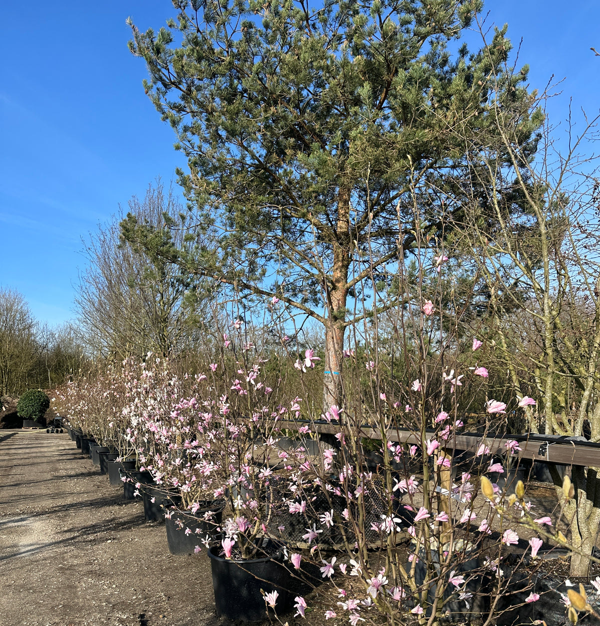 Tætstillet stjernemagnolia som busk i fuld forårsblomstring med en sky af stjerneformede lyserøde og hvide blomster på bare grene.