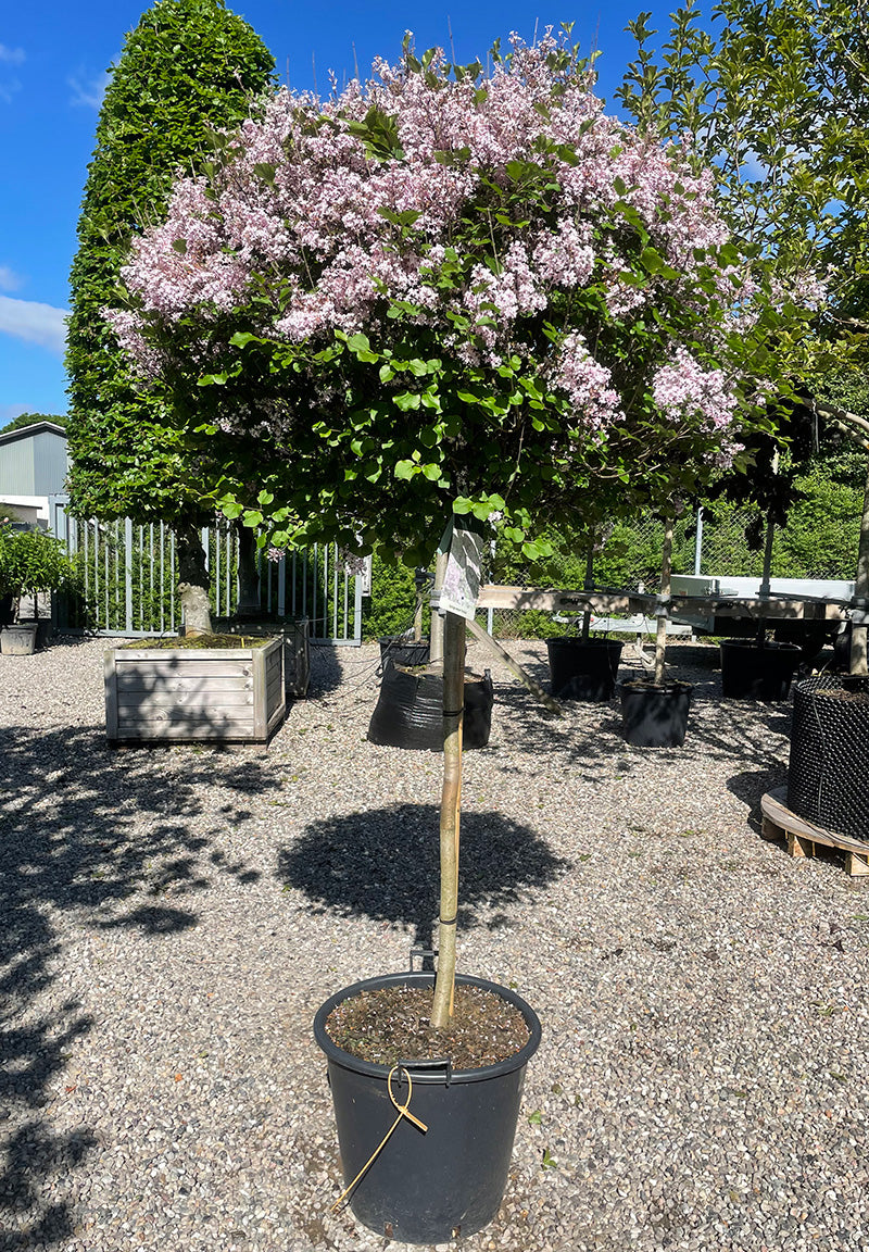 syringa-meyeri-palibin-dv-rg-syren-opstammet-jysk-plantesalg