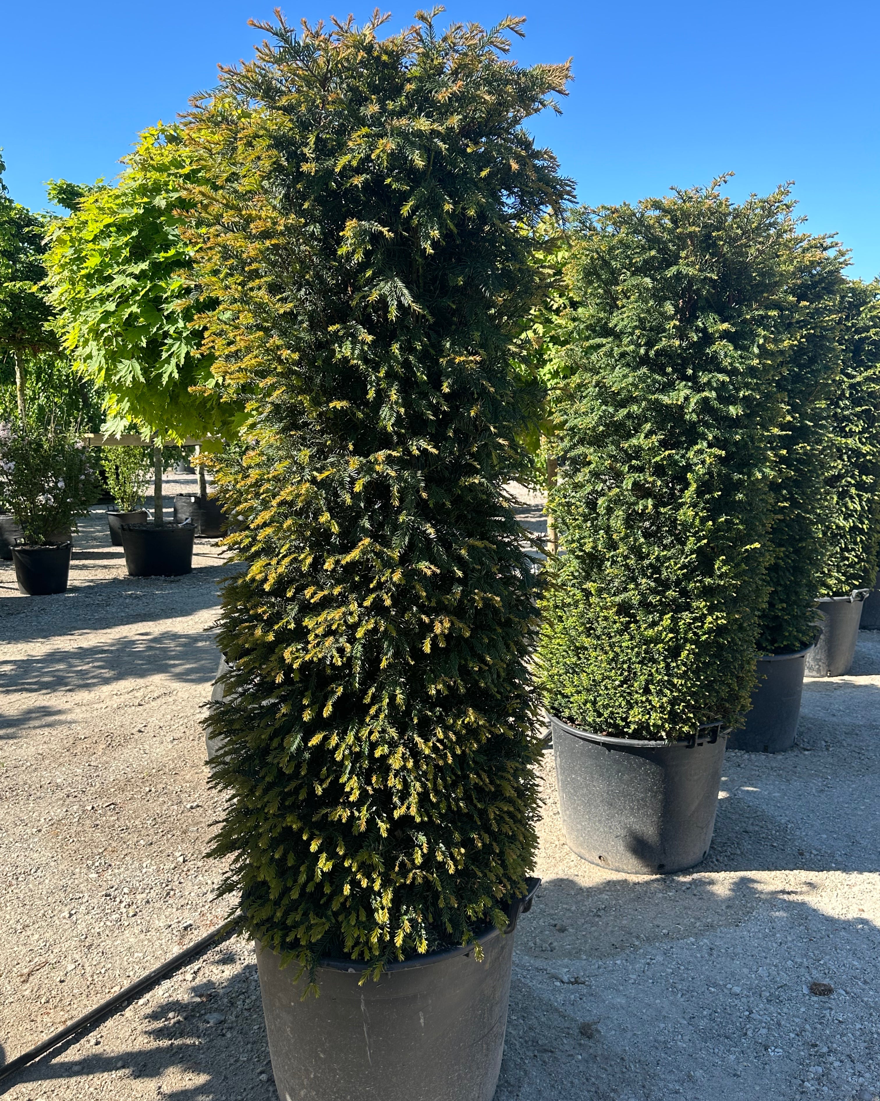 En cylinderformet Taxus baccata med en stram, lodret og geometrisk rund form af tætte mørkegrønne nåle.