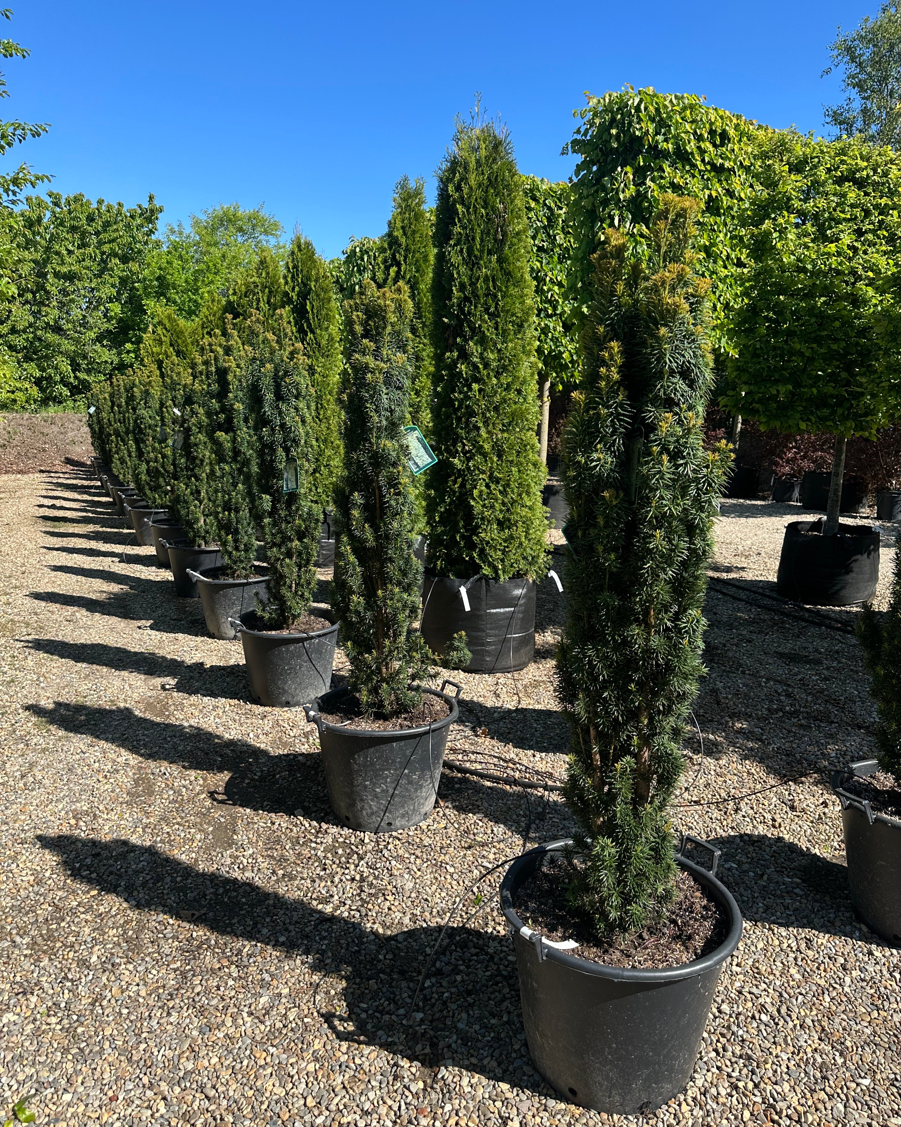 En slank og søjleformet Taxus baccata Fastigiata Robusta med en stram, opret og tæt struktur af dybgrønne nåle.