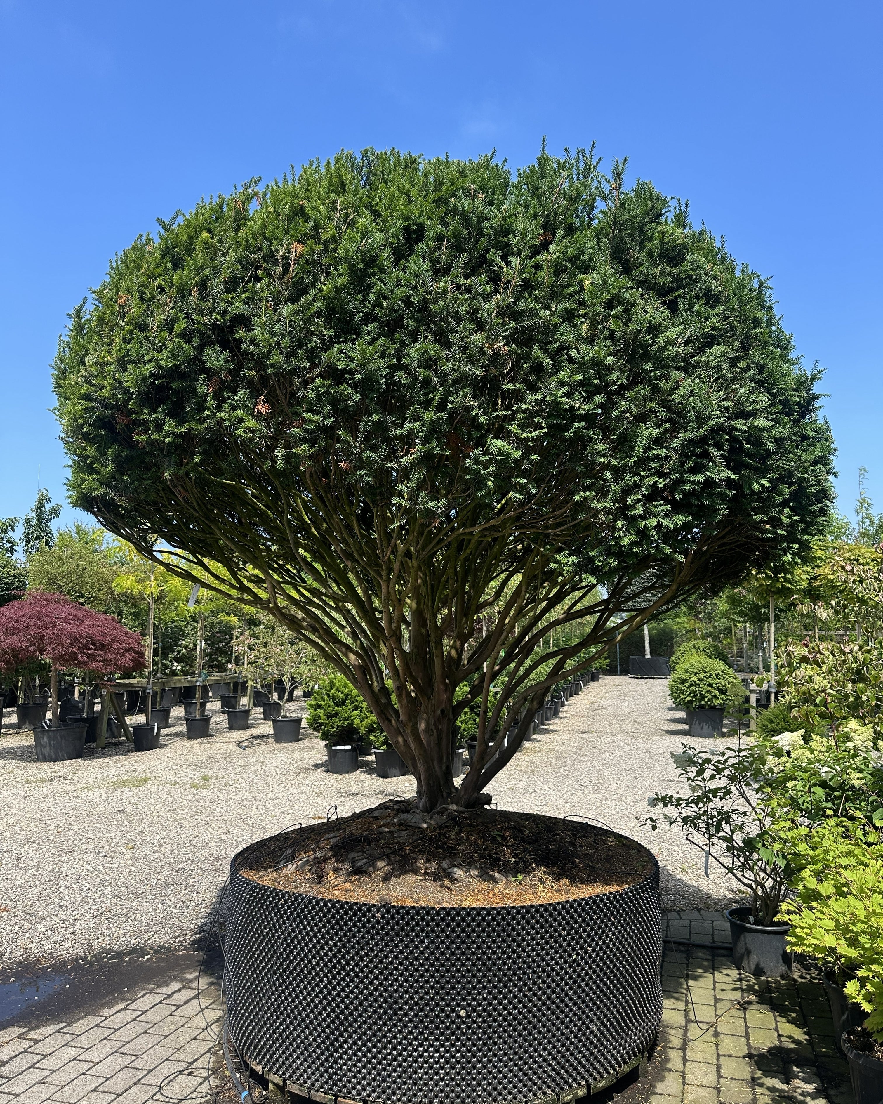 Multistammet skulpturel taks, Taxus baccata