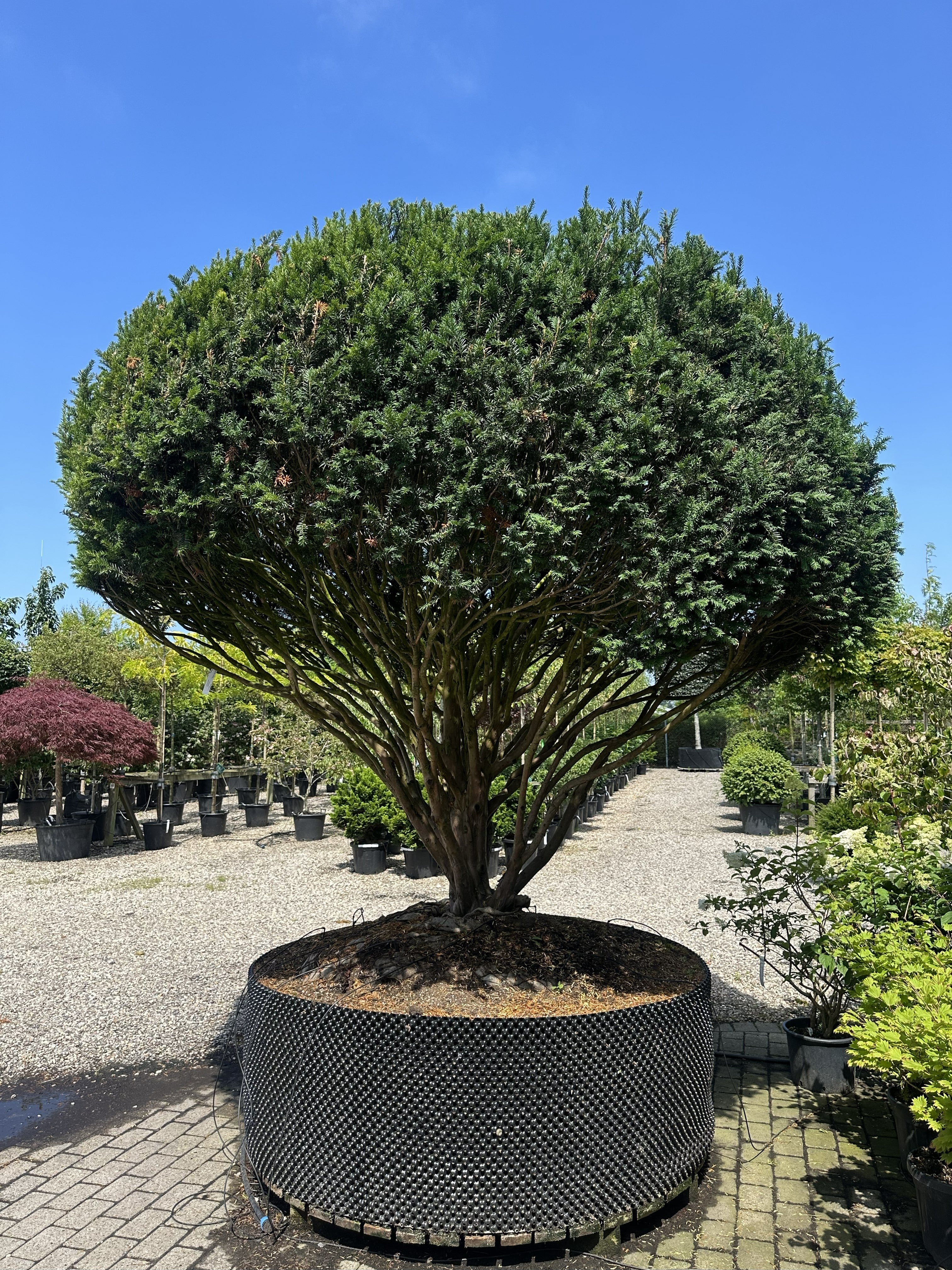 Multistammet skulpturel taks, Taxus baccata