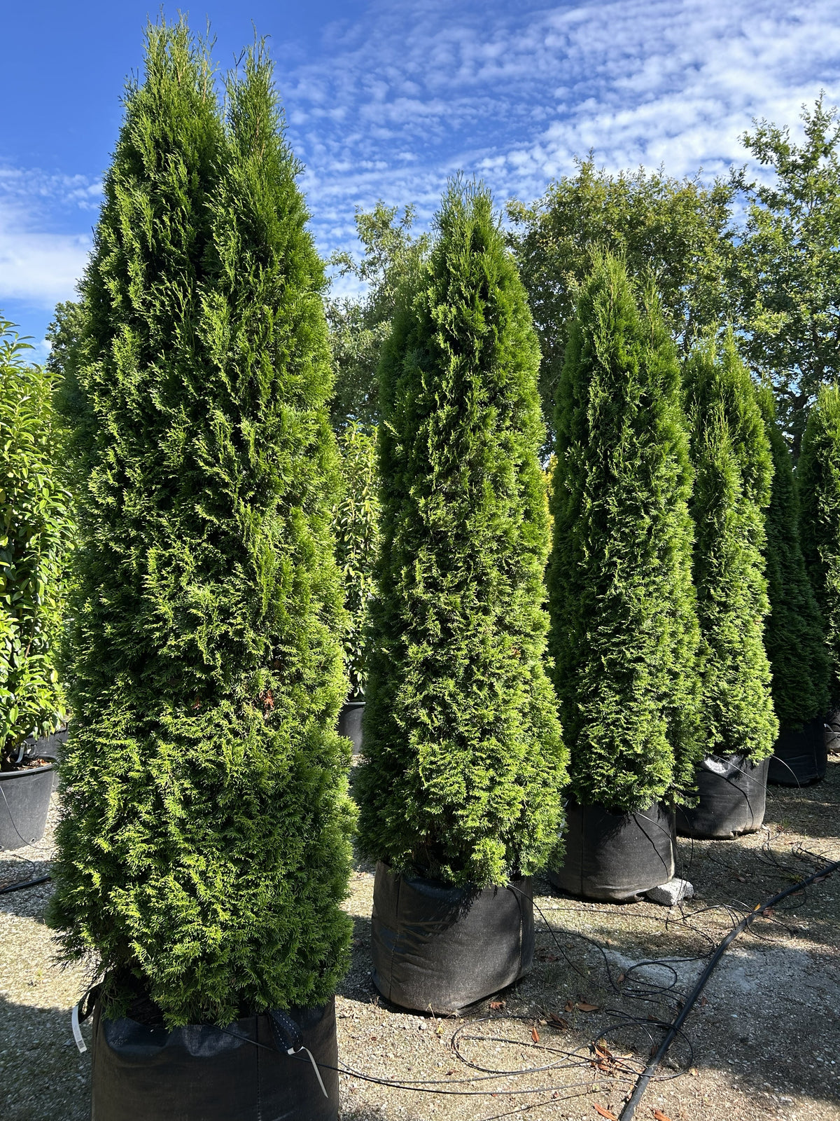 Søjleformet Thuja occidentalis Brabant som viser en lukket og tæt overflade af lysegrønne skælblade hele vejen fra bund til top.