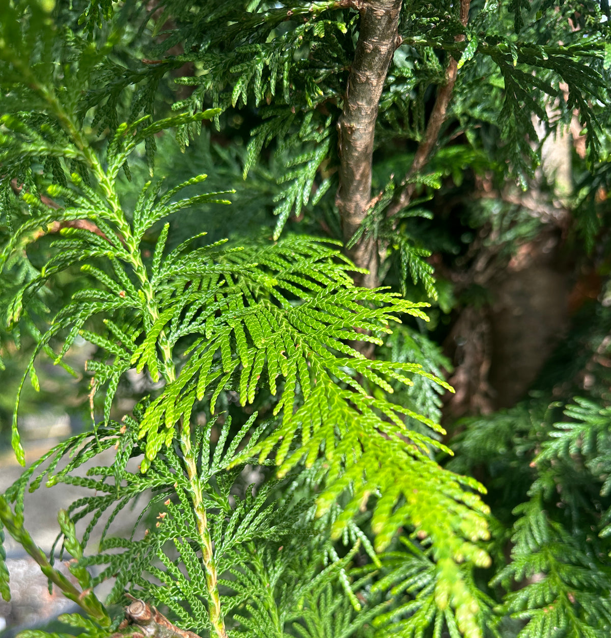 Glansfulde, mørkegrønne og skælformede nåle på en Thuja plicata Excelsa.