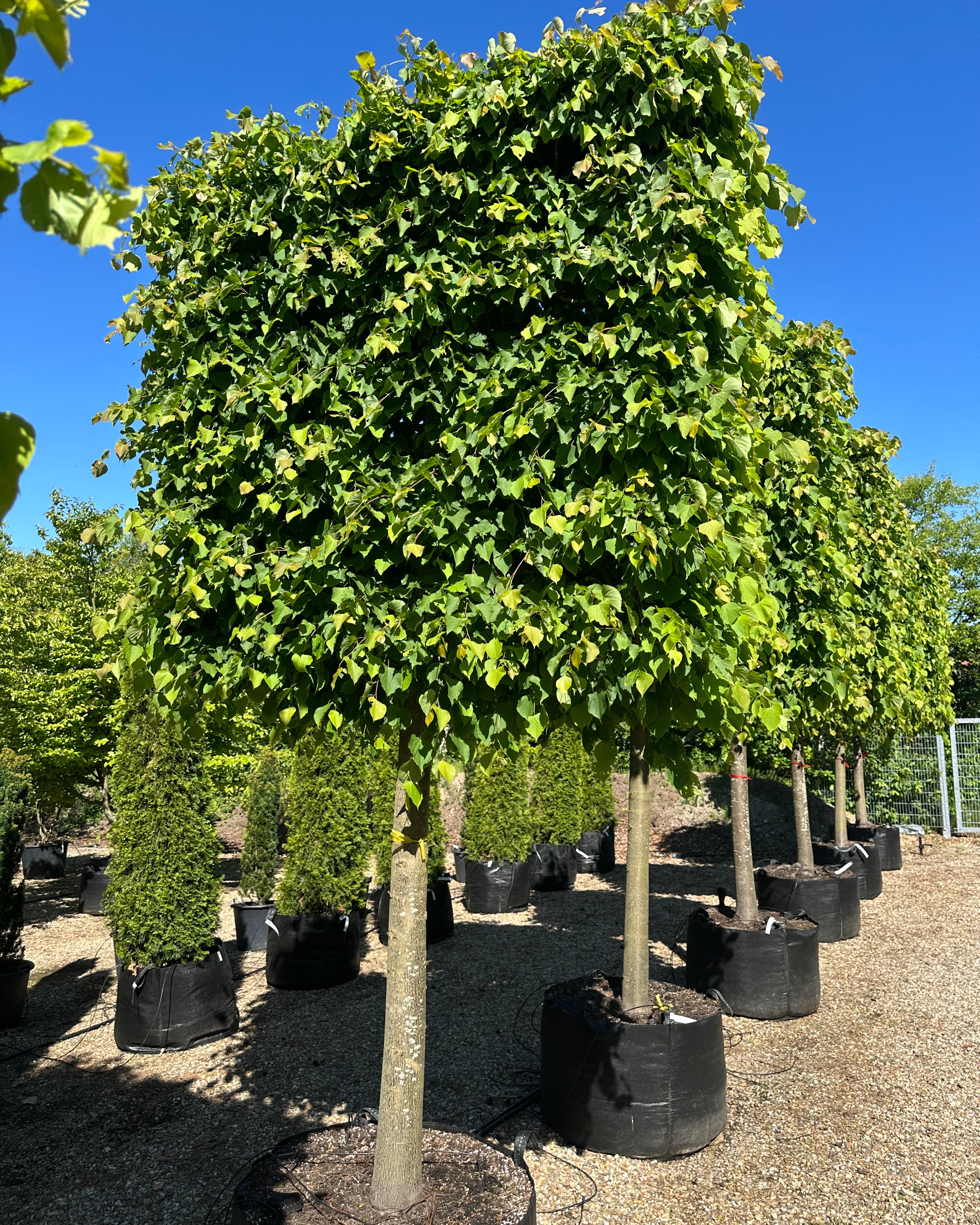 En enkelt Tilia cordata Greenspire formet som en svævende hæk med en høj, bar stamme og en tæt, rektangulær og fladtrykt krone af mørkegrønne blade.