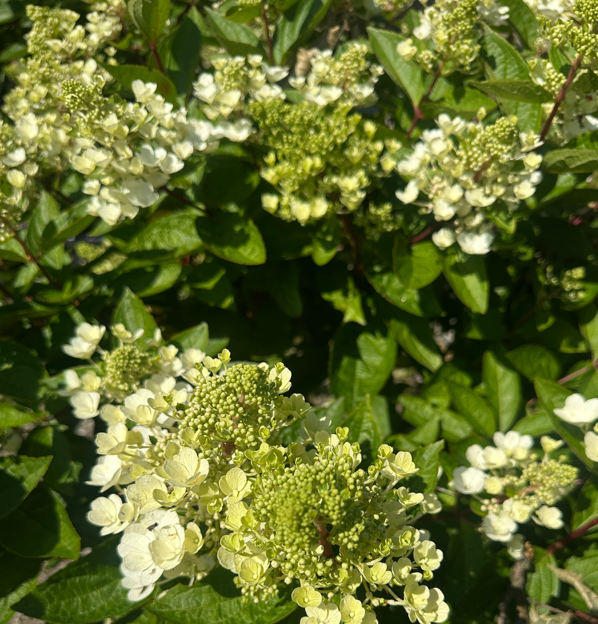 Nærbillede af en uafsprunget syrenhortensia 'Pinky Winky' med en tæt, kegleformet blomsterknop i limegrønne og hvide nuancer.