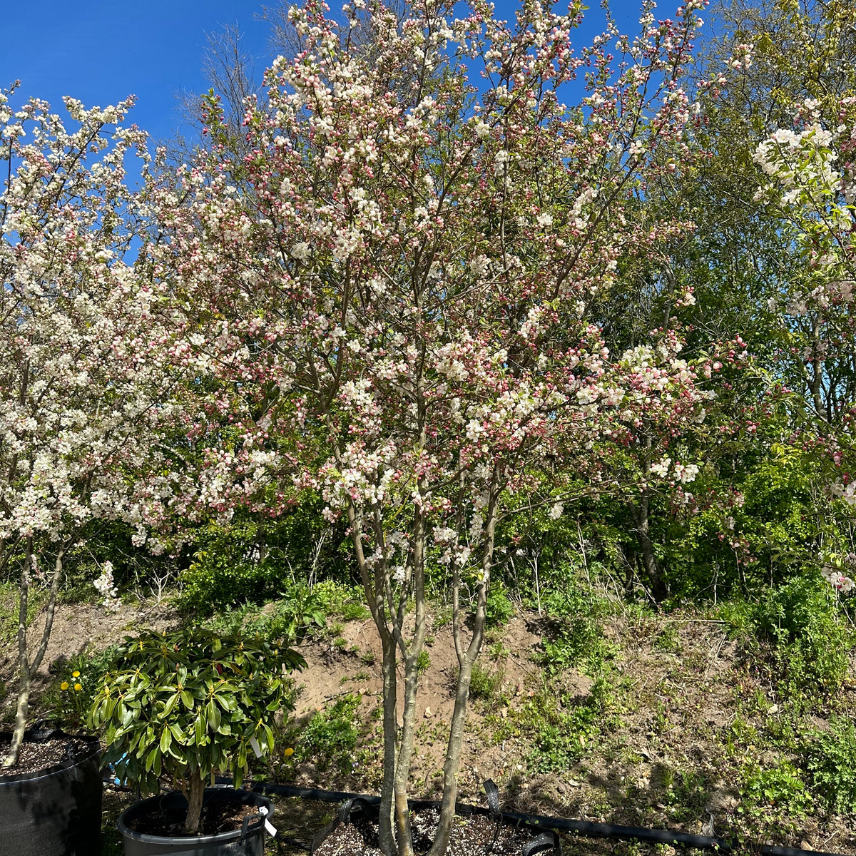 Blomstrende træer og buske i store størrelser – Jysk Plantesalg