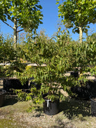 Multistammet Heptacodium miconioides Himlens syv sønner som flerstammet prydtræ med lys, afskallende bark og tætte klaser af hvide sensommerblomster.