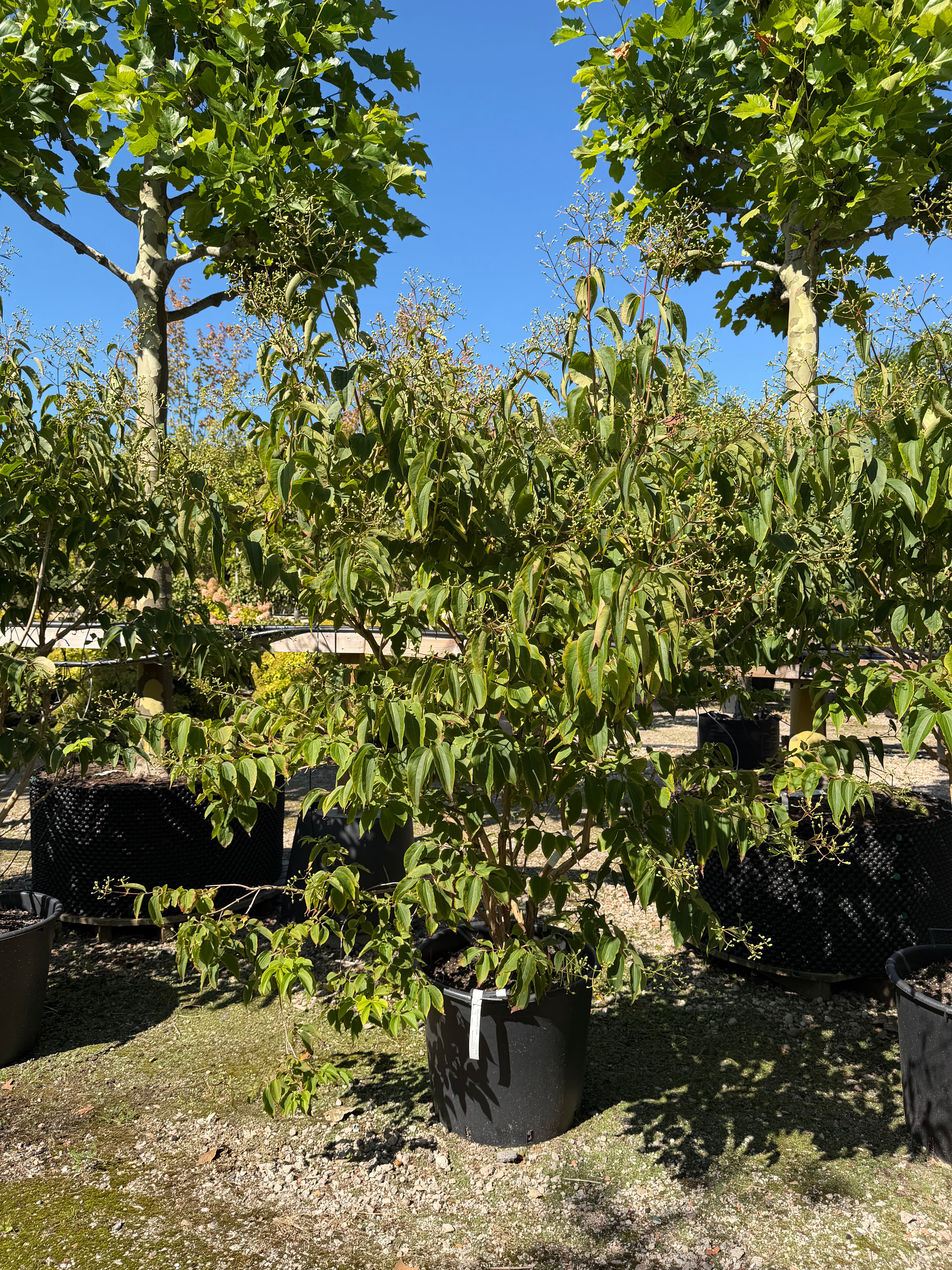 Multistammet Heptacodium miconioides Himlens syv sønner som flerstammet prydtræ med lys, afskallende bark og tætte klaser af hvide sensommerblomster.