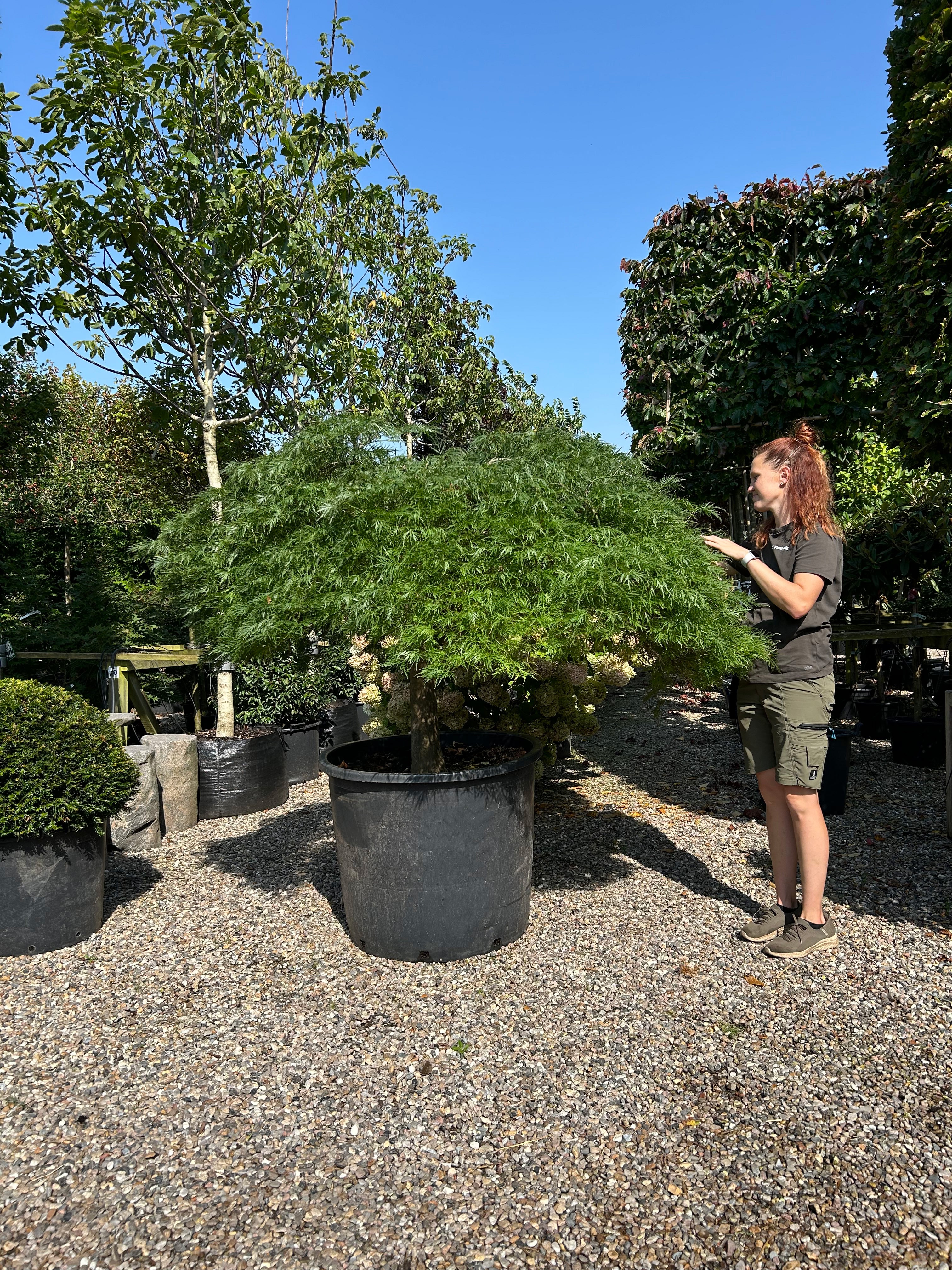 En fritstående Acer palmatum Dissectum japansk ahorn, der viser en lav, busket struktur med overhængende grene formet i tætte, vandrette puder af fjeragtige, lysegrønne blade, som danner en tæt halvkugle.