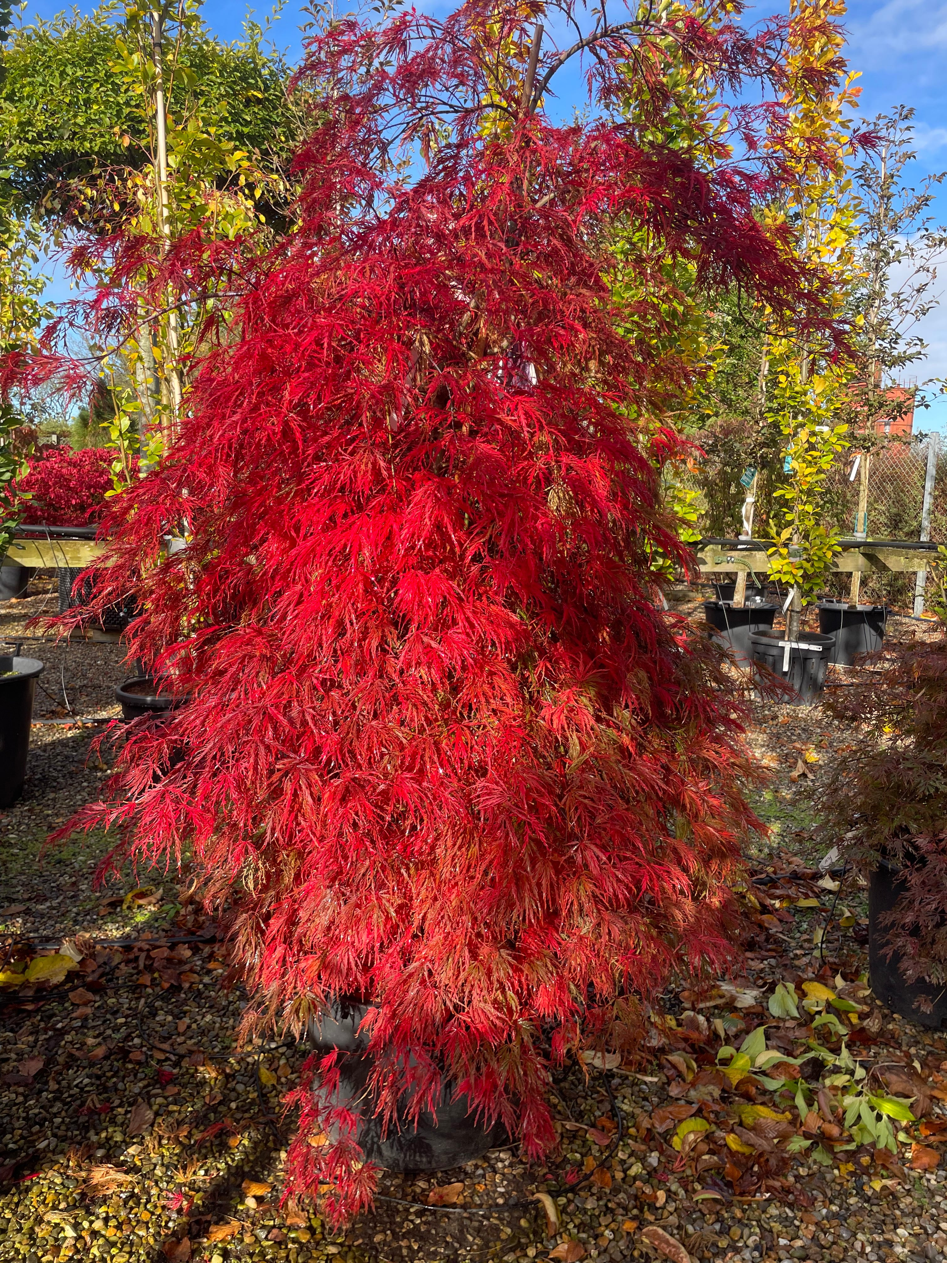 En lav og bred Acer palmatum Inaba Shidare busk i fuld efterårsdragt, hvor hele den kuplede halvkugle af sirligt trimmede, kaskadeagtige puder lyser op i et fantastisk hav af helt skinnende, glødende røde blade, der falder blødt helt ned mod jorden.