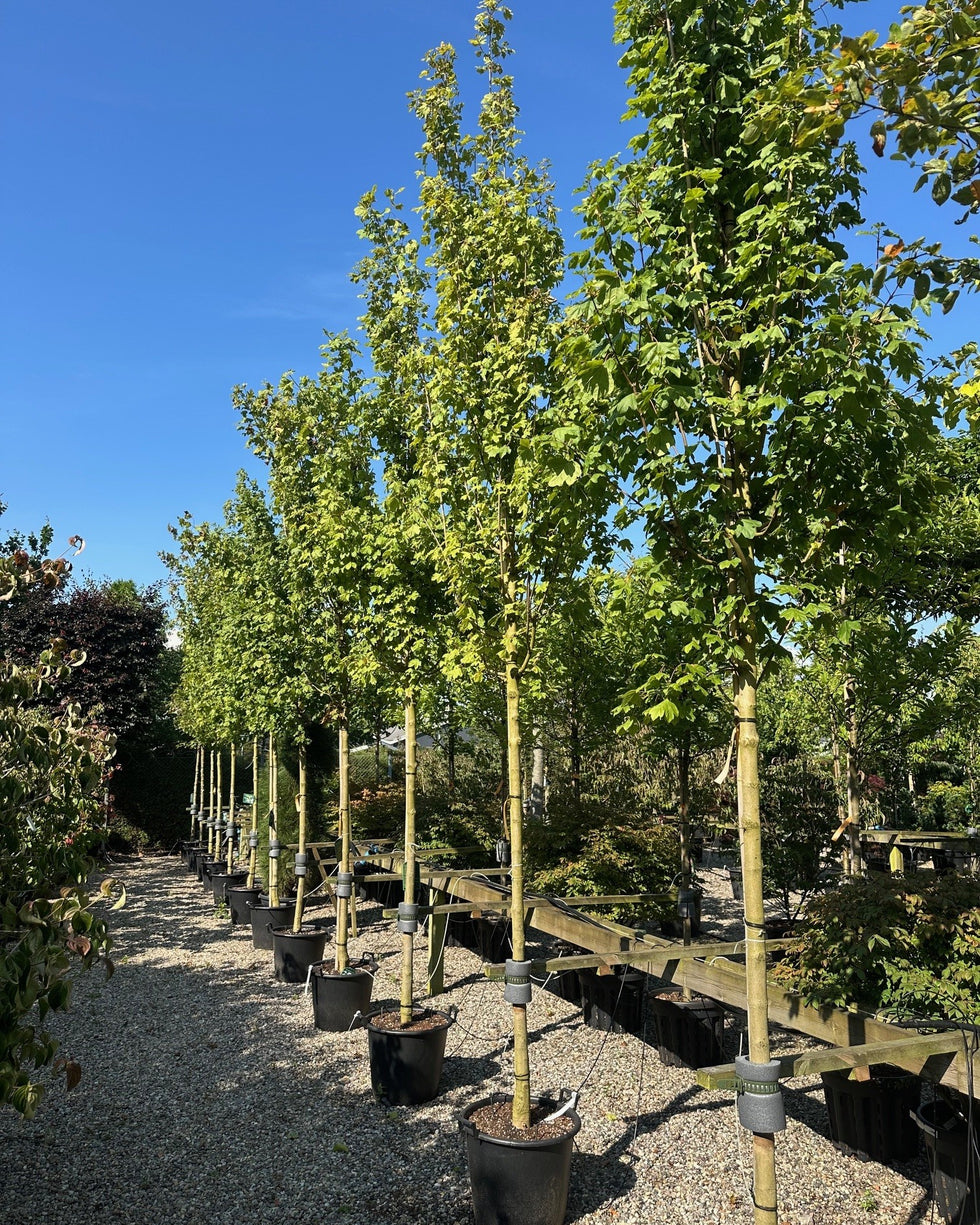 Opstammede træer & buske - blomstrende og stedsegrønne – Jysk Plantesalg