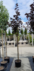 Opstammet Acer platanoides Royal Red, Rødbladet Spidsløn, der er god til at skabe kontrast med sine flotte røde blade. 