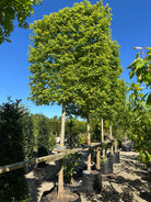 Række af Acer campestre Naur træer som svævende hæk, med frodige grønne blade i solskin.
