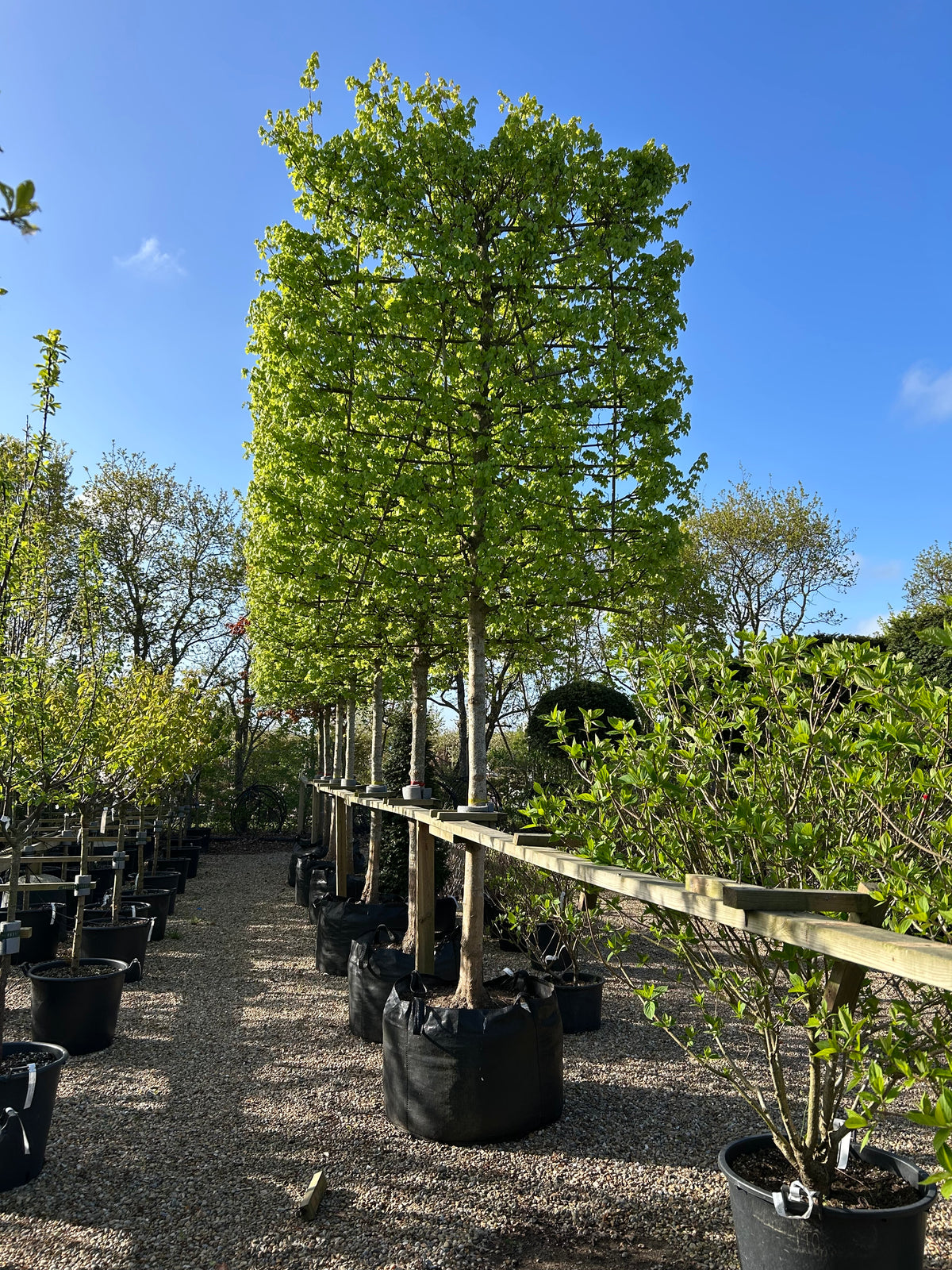 Acer campestre Naur svævende hæk i potter under blå himmel, klar til udplantning.