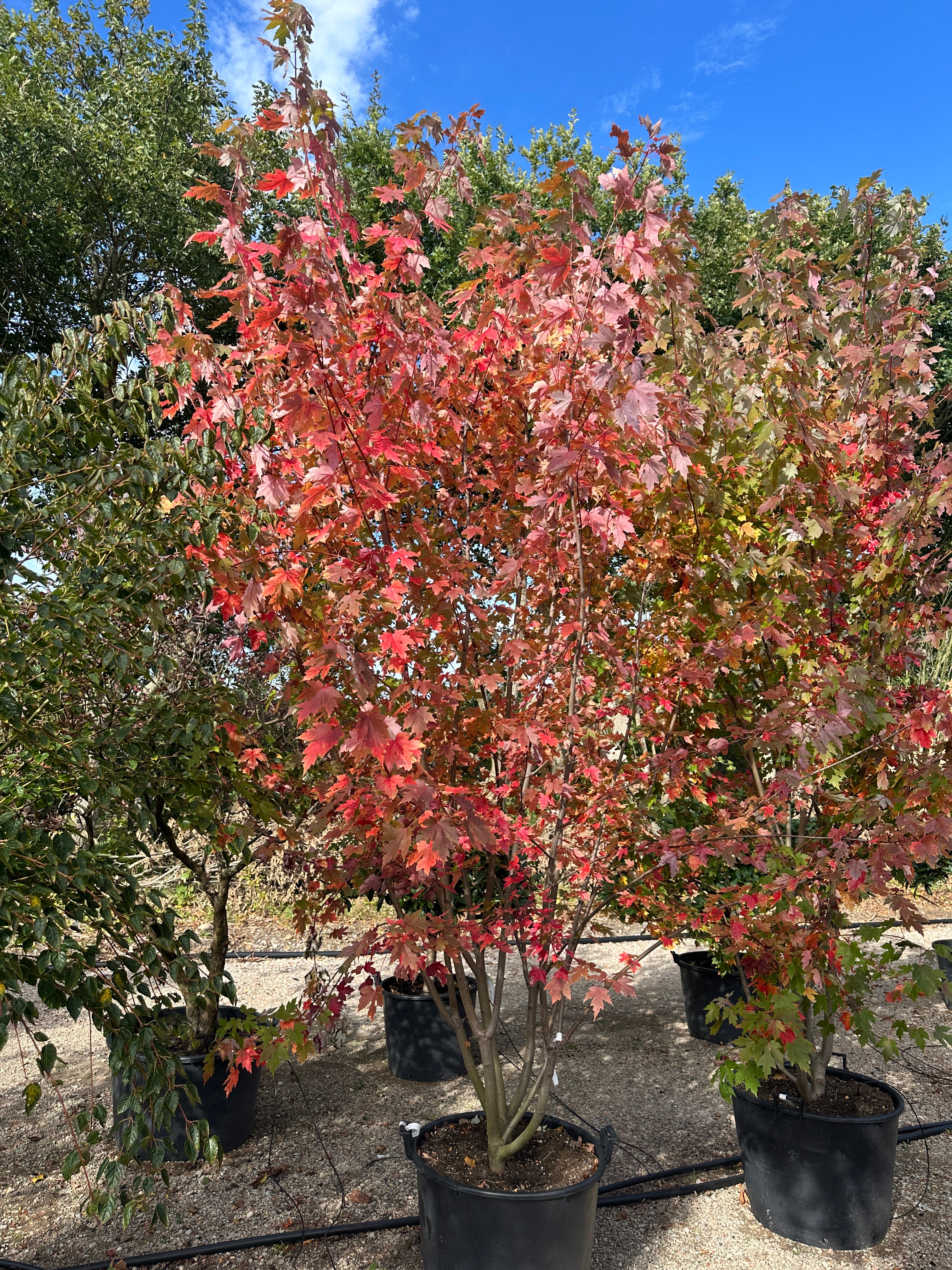 Multistammet ahorn 'Autumn Blaze' med strålende røde efterårsfarver i potte