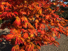 De dybdelte vifteblade på en Acer japonicum Aconitifolium under løvfald, hvor det sirlige mønster af bladnerver er dækket af et dramatisk farvespil i rubinrøde, brændte orange og guldgule nuancer.