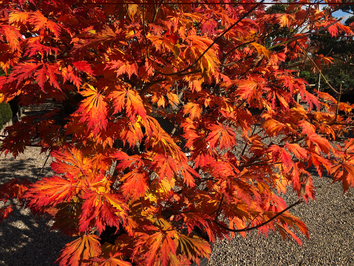 De dybdelte vifteblade på en Acer japonicum Aconitifolium under løvfald, hvor det sirlige mønster af bladnerver er dækket af et dramatisk farvespil i rubinrøde, brændte orange og guldgule nuancer.