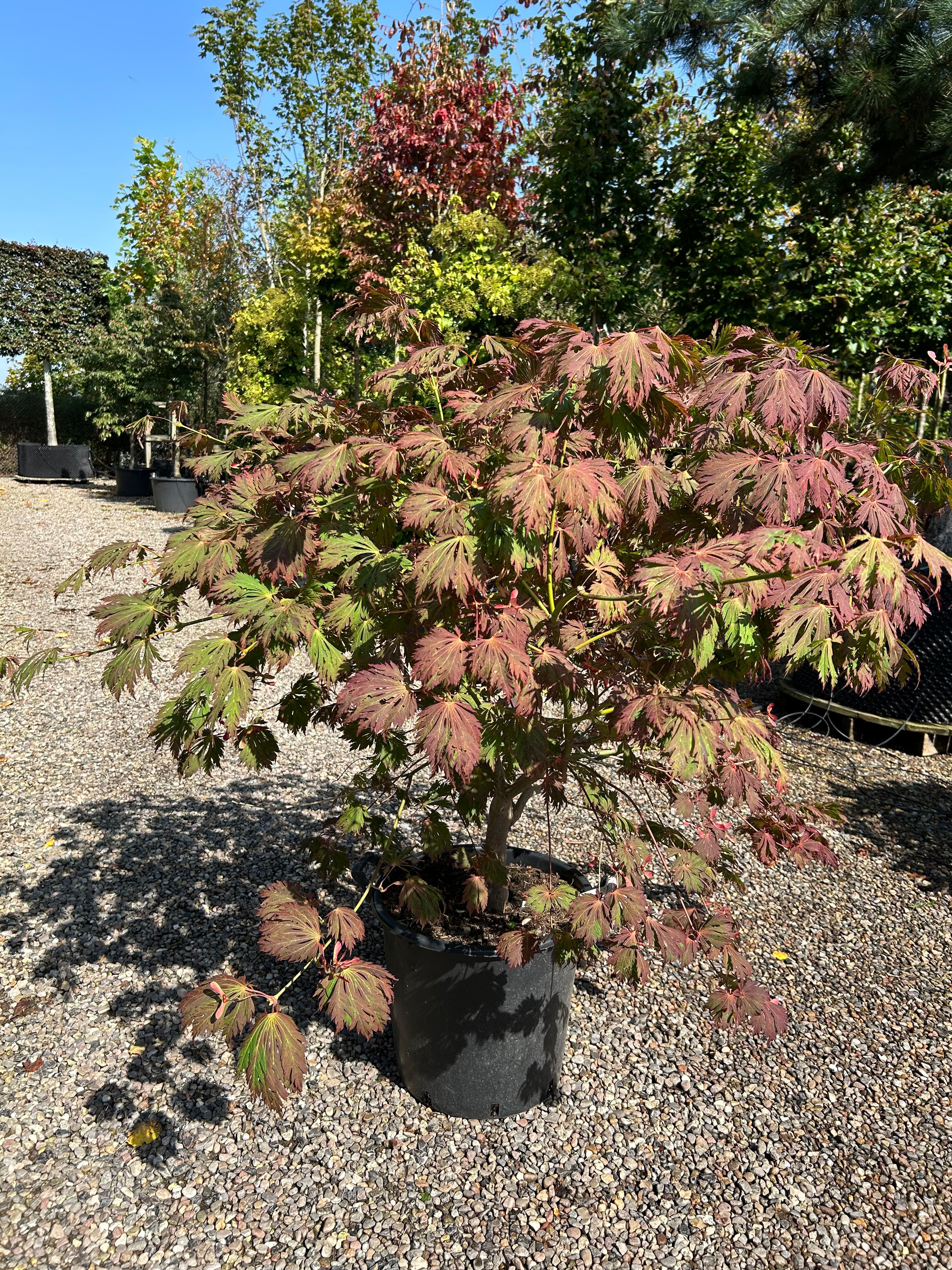 En buskformet Acer japonicum Aconitifolium om efteråret med tætte, sirligt klippede etagepuder af store, vifteformede blade i en dyb mørkerød og lilla nuance.