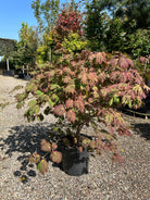 En buskformet Acer japonicum Aconitifolium om efteråret med tætte, sirligt klippede etagepuder af store, vifteformede blade i en dyb mørkerød og lilla nuance.