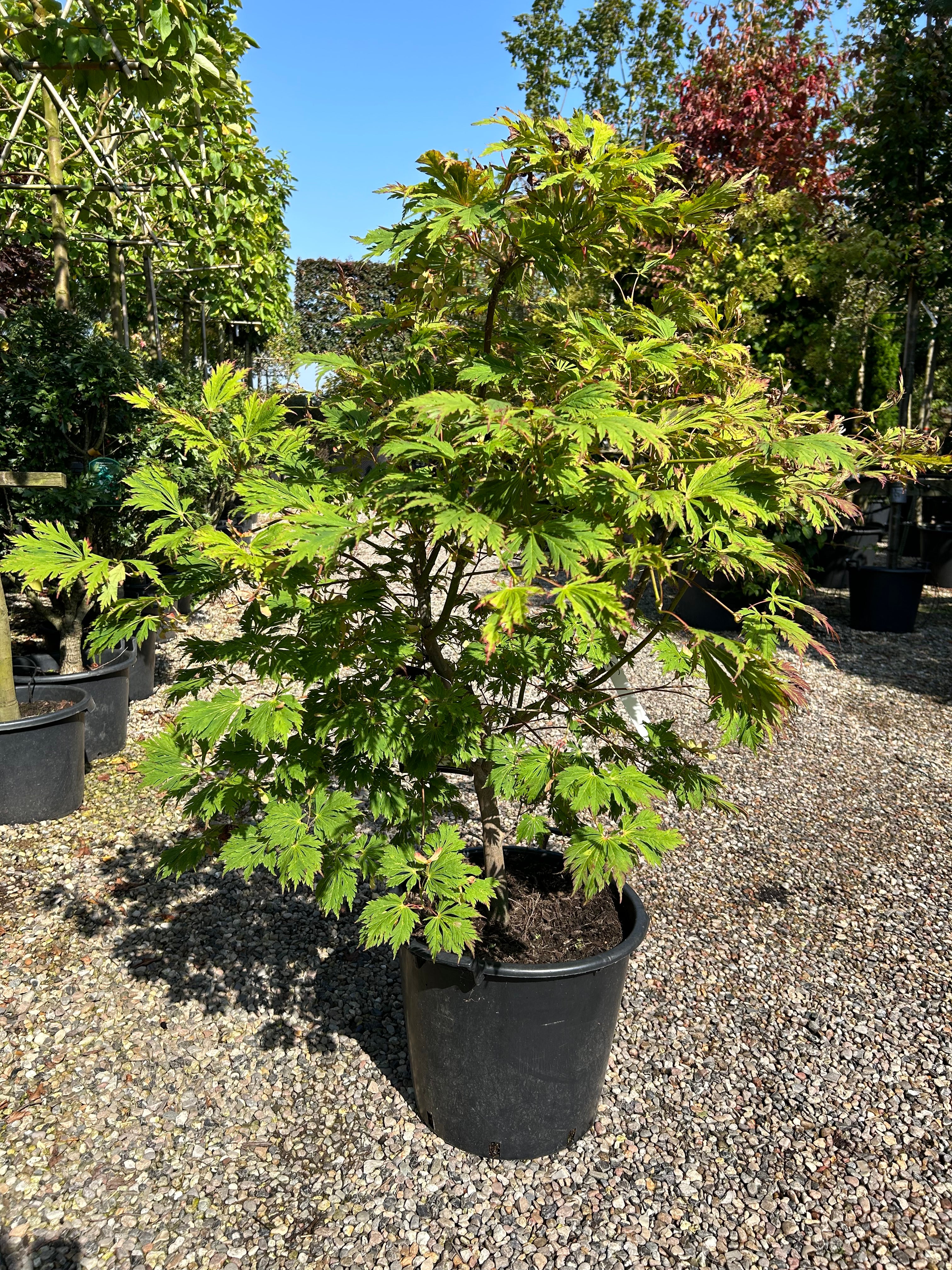 En buskformet Acer japonicum Aconitifolium med en lav, bred vækstform og sirligt trimmede, tætte puder af store, grønne og vifteformede blade.