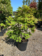 En buskformet Acer japonicum Aconitifolium med en lav, bred vækstform og sirligt trimmede, tætte puder af store, grønne og vifteformede blade.