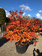 En skulpturel, flerstammet Acer japonicum Aconitifolium, hvis store, fligede vifteblade i efterårssæsonen eksploderer i et dramatisk farvespil af intense rubinrøde, orange og gule nuancer over de rå stammer.