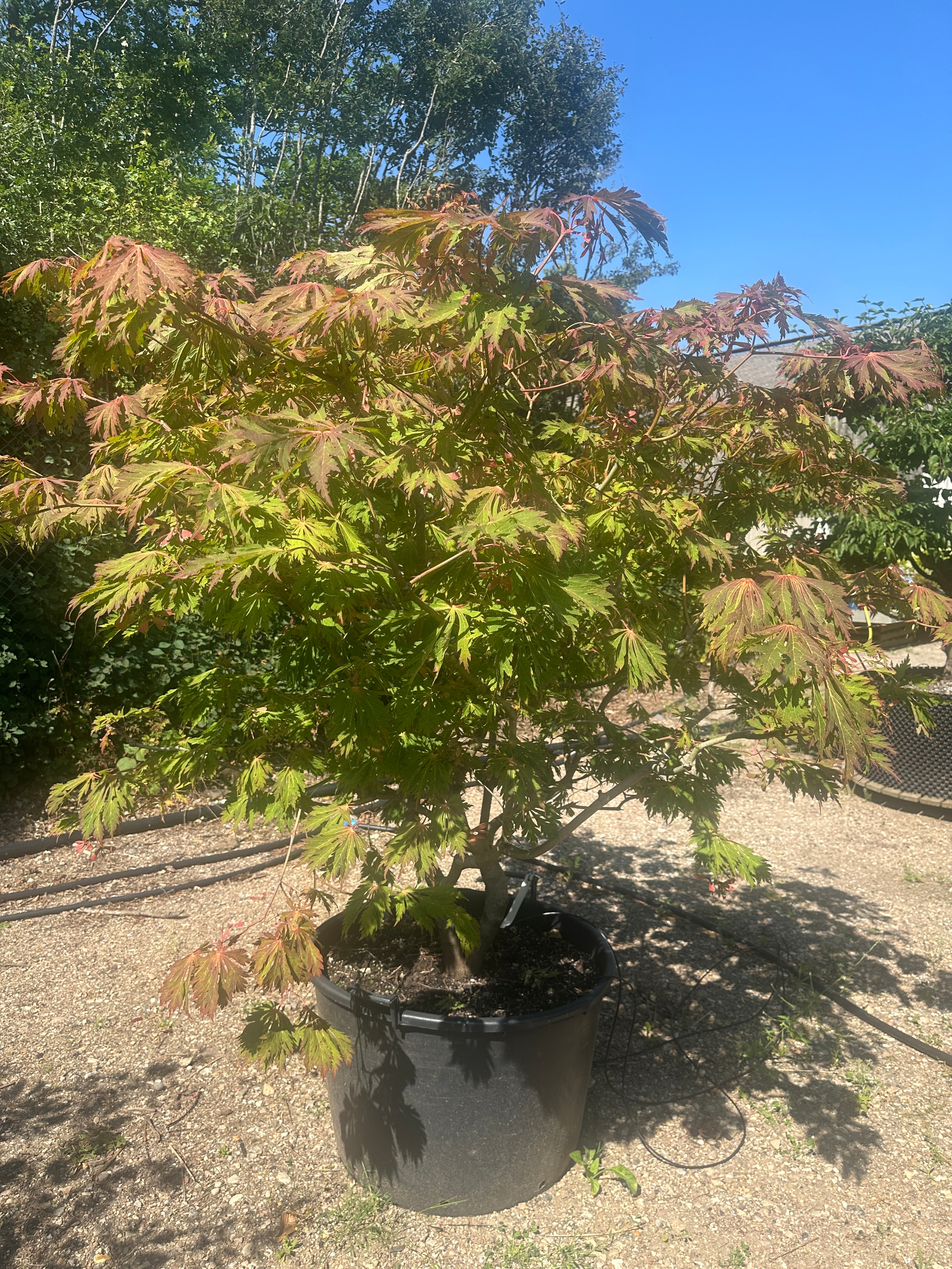 En multistammet Acer japonicum Aconitifolium med sirligt klippede, tætte etagepuder af store, vifteformede grønne blade båret af flere glatte stammer.
