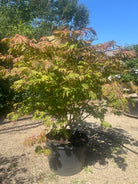 En multistammet Acer japonicum Aconitifolium med sirligt klippede, tætte etagepuder af store, vifteformede grønne blade båret af flere glatte stammer.