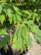 Friskt grønt blad fra en Acer japonicum Aconitifolium, der fremhæver de store, fjeragtige flige og det sirlige netværk af bladnerver, som spreder sig ud i en vifteform.