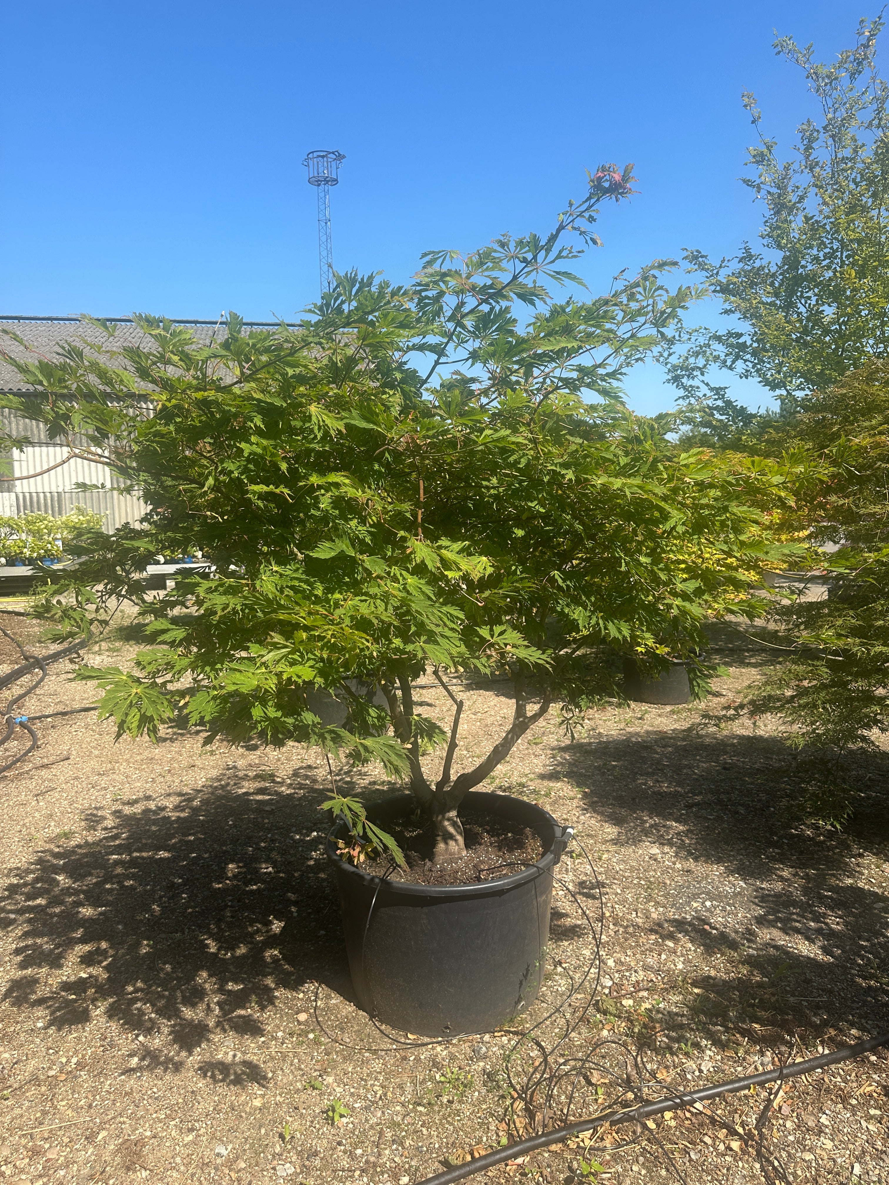 En multistammet Acer japonicum Aconitifolium med store, vifteformede grønne blade og en bred, skulpturel vækstform.
