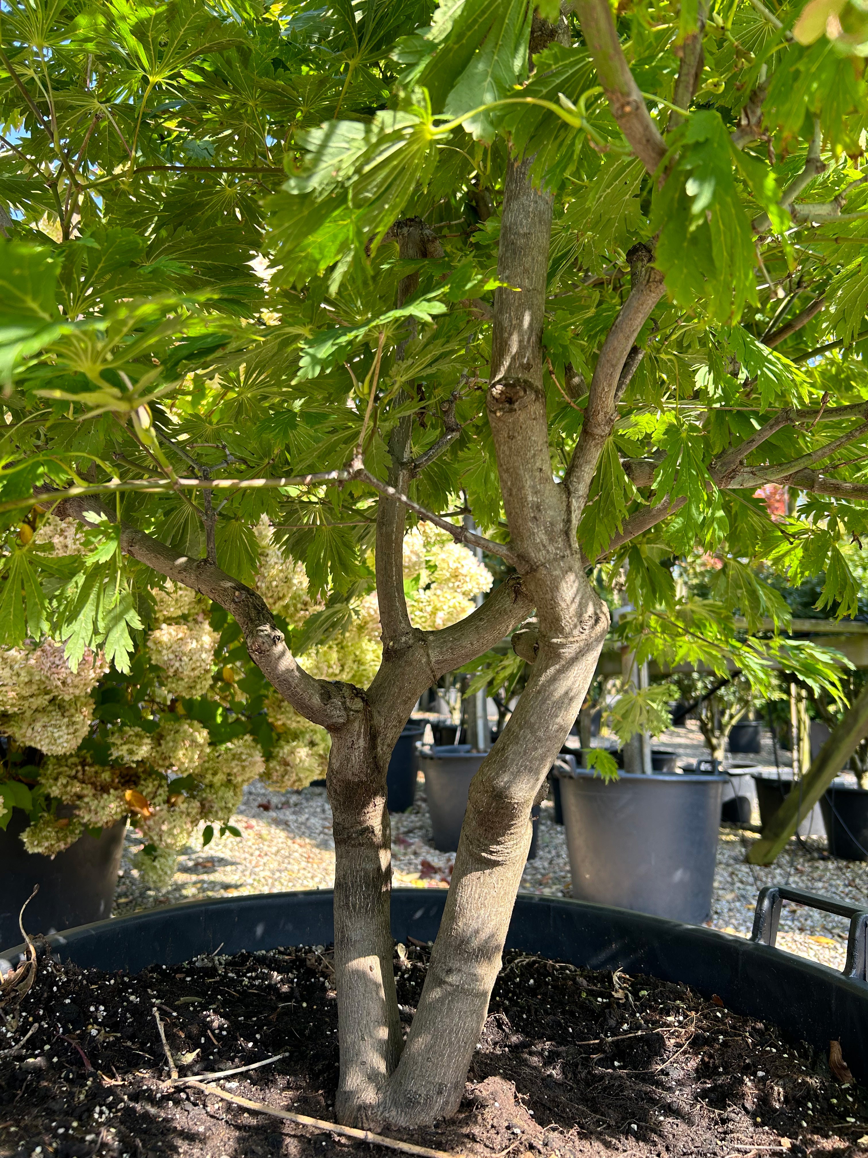 En multistammet Acer japonicum Aconitifolium, hvor de mange glatte, gråbrune stammer danner et råt, skulpturelt fundament under de grønne viftebladspuder.