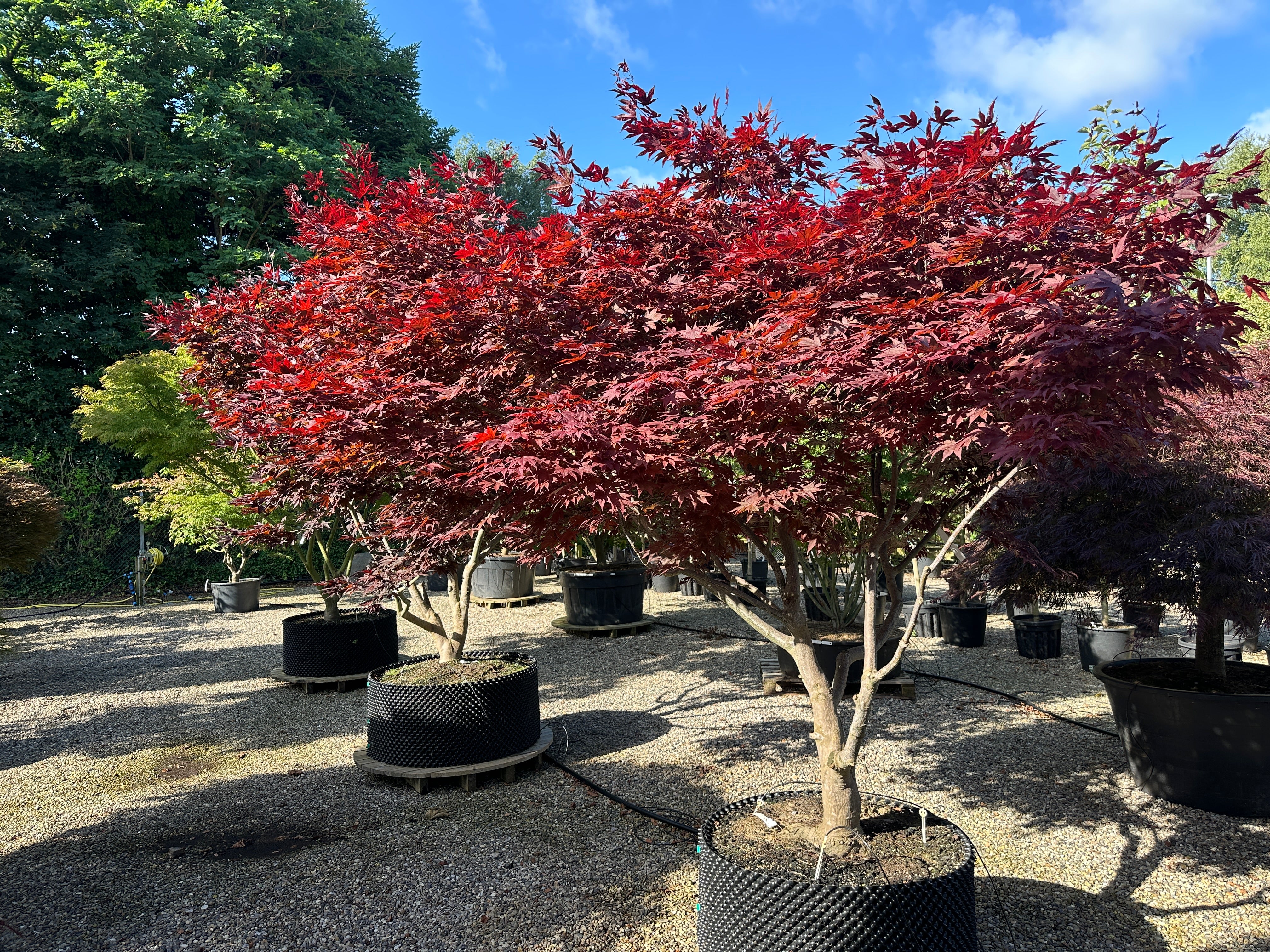 En multistammet Acer palmatum Bloodgood med sirligt klippede, tætte etagepuder af store, mørkerøde blade båret af flere glatte stammer.