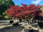 En multistammet Acer palmatum Bloodgood med sirligt klippede, tætte etagepuder af store, mørkerøde blade båret af flere glatte stammer.