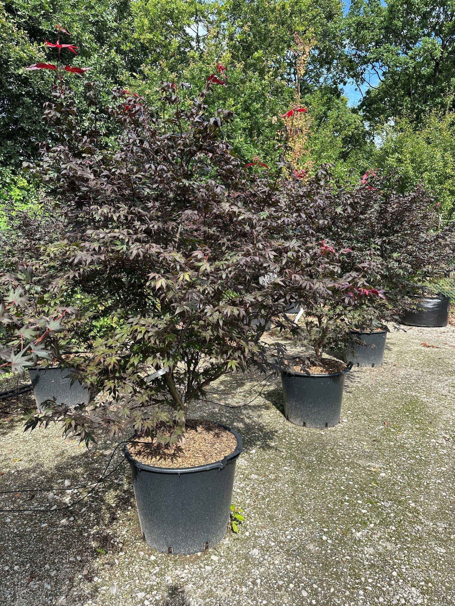 En stor, flerstammet Acer palmatum Bloodgood japansk ahorn, hvor flere glatte, gråbrune stammer rejser sig fra jorden og bærer etager af tætte, vandrette puder fyldt med store, dybtrøde blade.