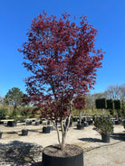 En multistammet Acer palmatum Bloodgood med sirligt klippede, tætte puder af store, mørkerøde blade båret af flere glatte stammer.