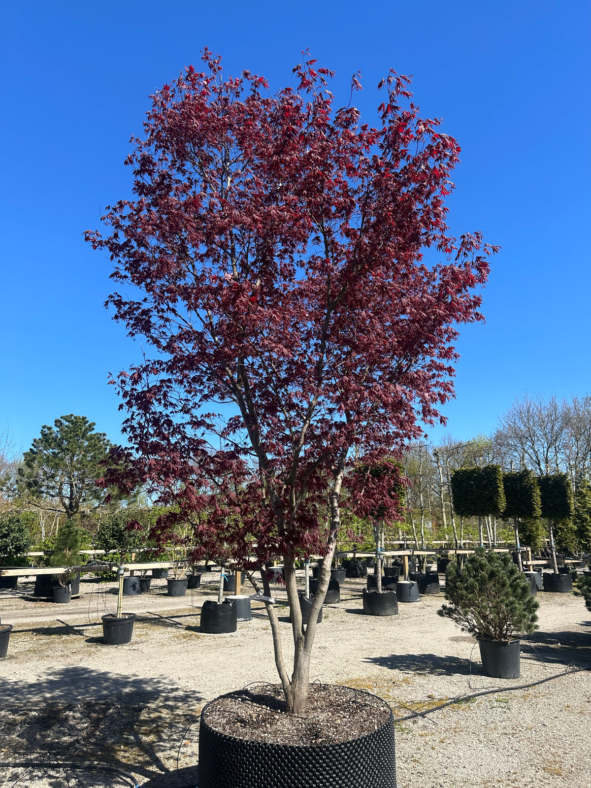 En multistammet Acer palmatum Bloodgood med sirligt klippede, tætte puder af store, mørkerøde blade båret af flere glatte stammer.