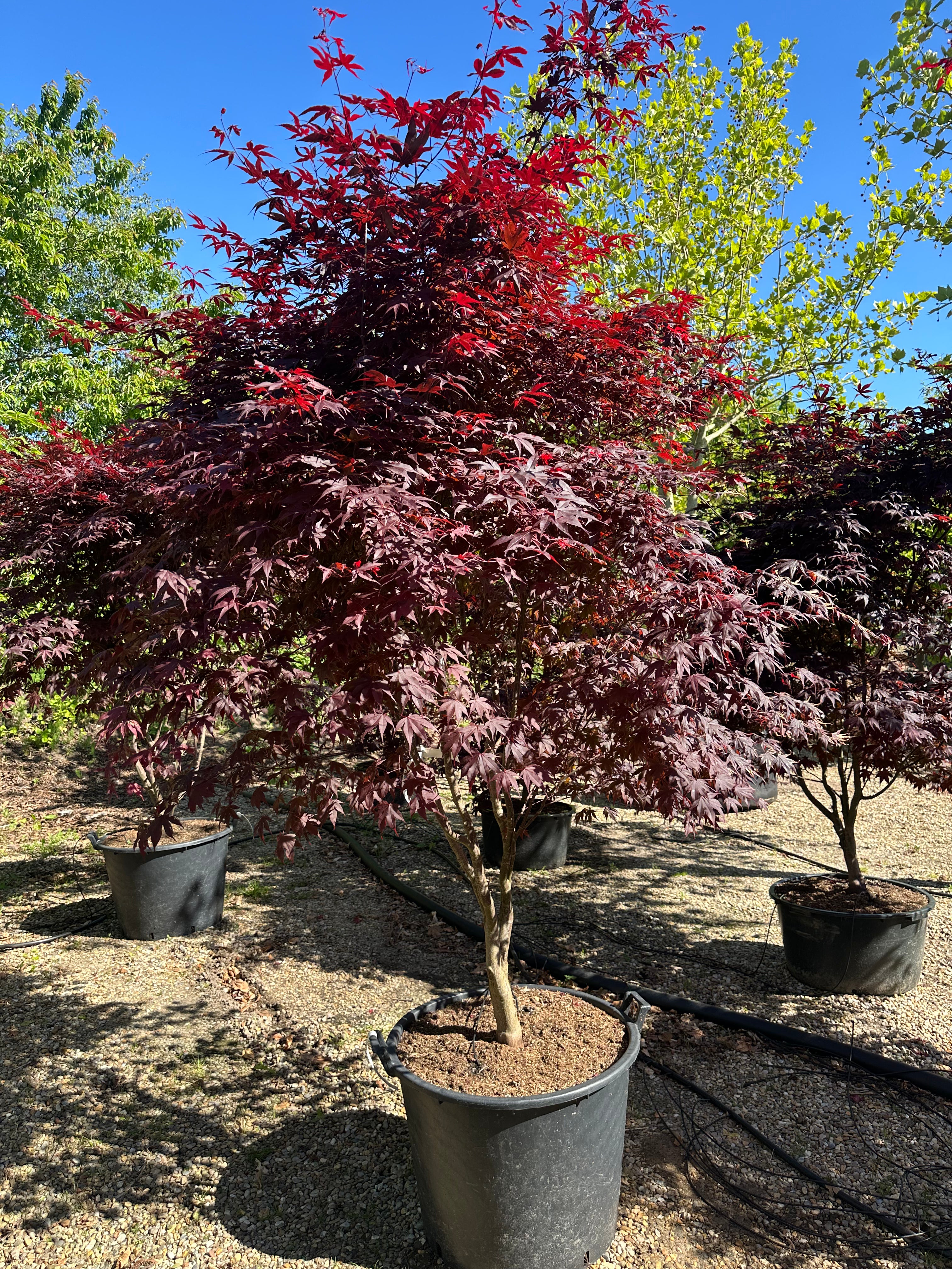 En multistammet Acer palmatum Bloodgood med sirligt klippede, tætte puder af store, mørkerøde blade båret af flere glatte stammer.