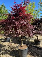 En multistammet Acer palmatum Bloodgood med sirligt klippede, tætte puder af store, mørkerøde blade båret af flere glatte stammer.
