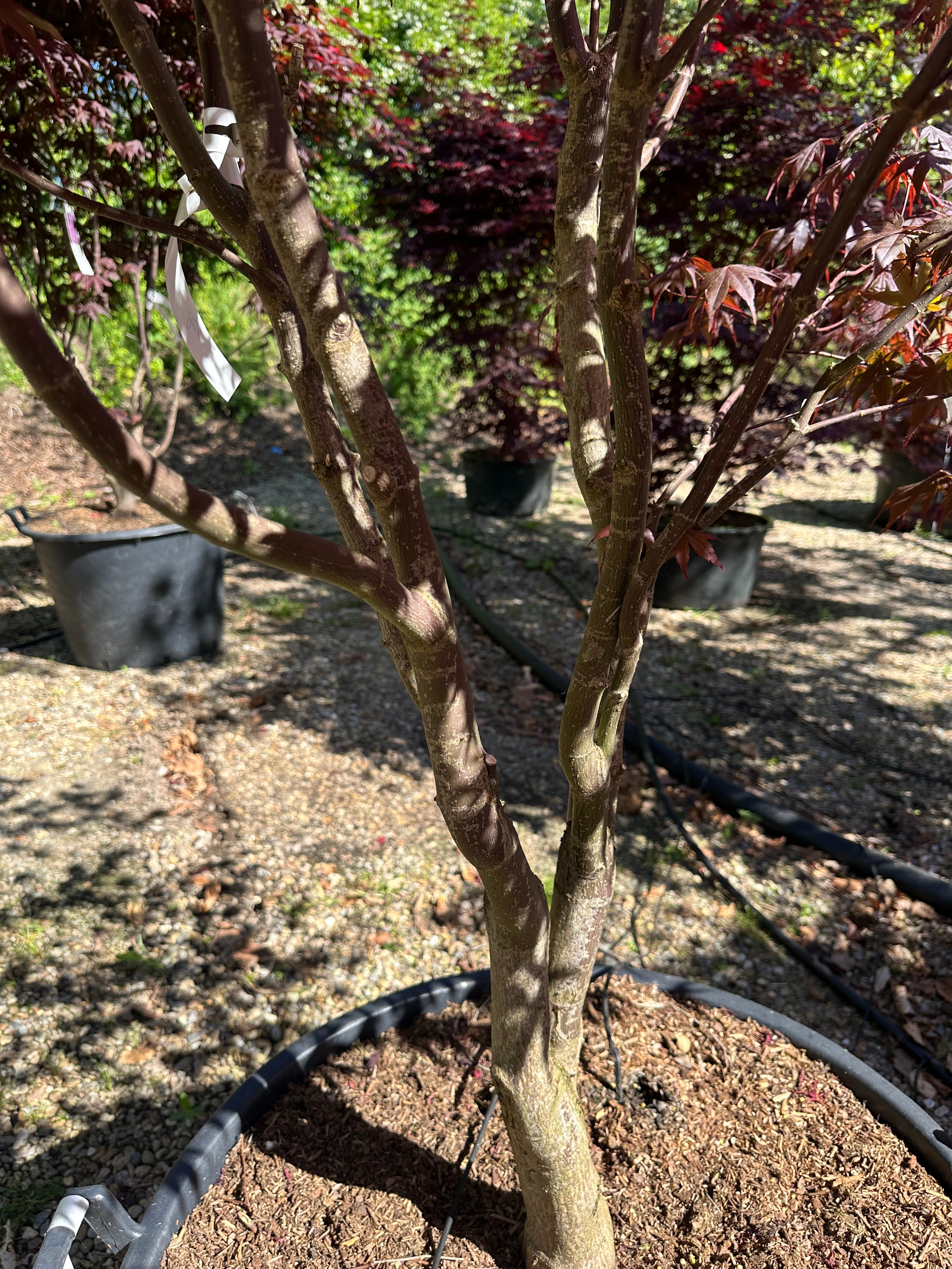 En Acer palmatum Bloodgood, som viser flere tykke, glatte og gråbrune stammer, der i en flot flerstammet struktur rejser sig fra jorden og forgrener sig harmonisk op mod de mørkerøde blade.