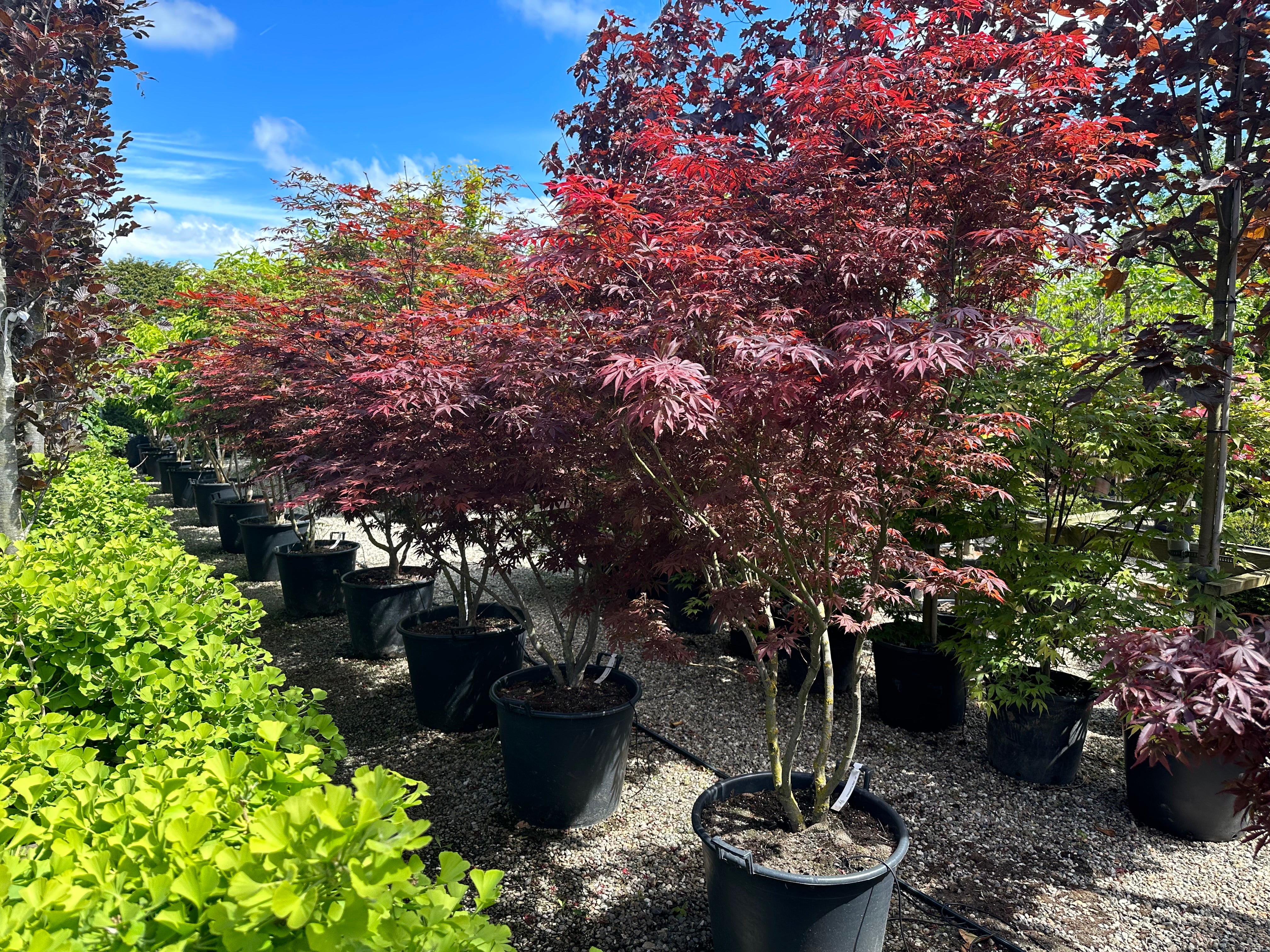 En multistammet Acer palmatum Bloodgood med sirligt klippede, tætte puder af store, mørkerøde blade båret af flere glatte stammer.