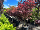 En multistammet Acer palmatum Bloodgood med sirligt klippede, tætte puder af store, mørkerøde blade båret af flere glatte stammer.