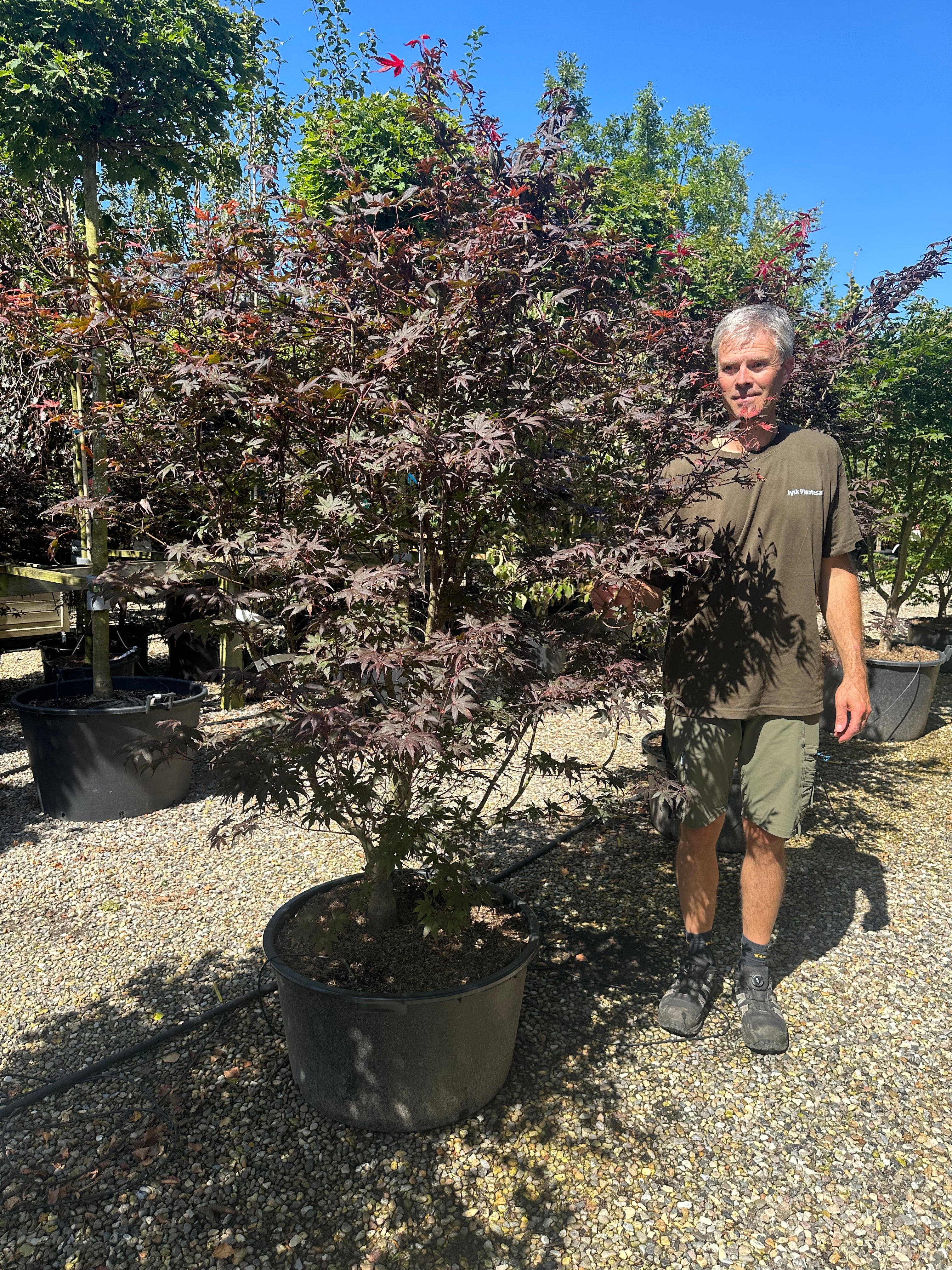 En stor, flerstammet Acer palmatum Bloodgood japansk ahorn, hvor flere glatte, gråbrune stammer rejser sig fra jorden og bærer etager af tætte, vandrette puder fyldt med store, dybtrøde blade.