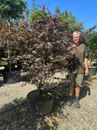 En stor, flerstammet Acer palmatum Bloodgood japansk ahorn, hvor flere glatte, gråbrune stammer rejser sig fra jorden og bærer etager af tætte, vandrette puder fyldt med store, dybtrøde blade.