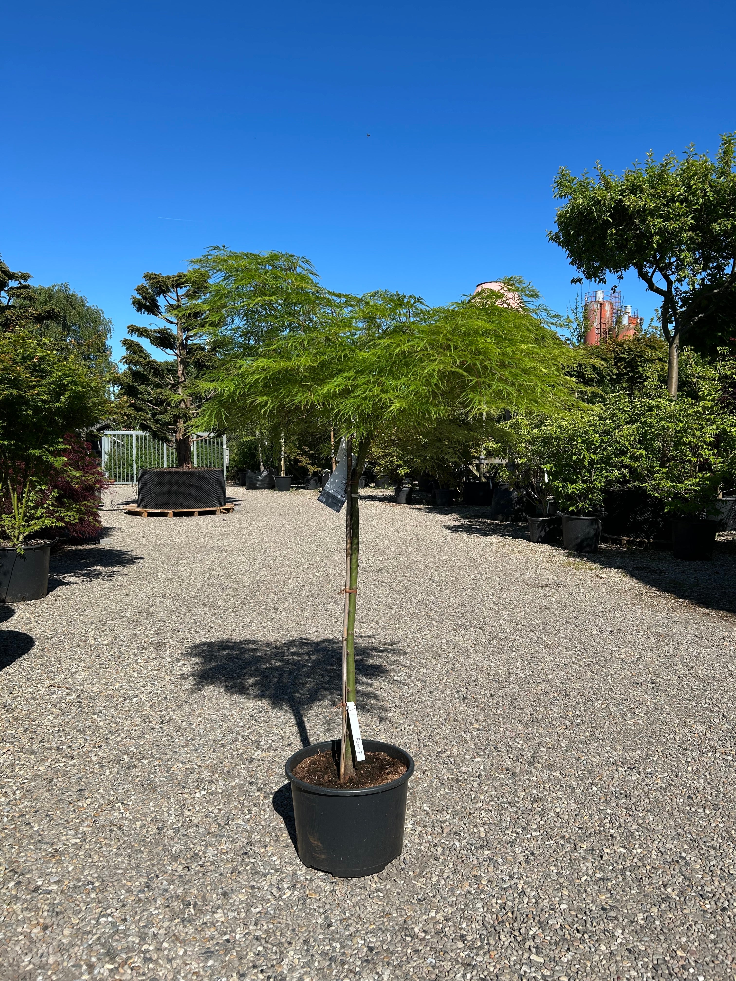 Opstammet Acer palmatum 'Dissectum' med sirligt klippede, flade puder af finfligede, lysegrønne blade.
