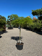 Opstammet Acer palmatum 'Dissectum' med sirligt klippede, flade puder af finfligede, lysegrønne blade.