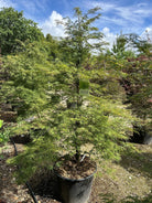Acer palmatum Dissectum med fine, dybt fligede grønne blade og en tæt, paraplyformet overhængende vækst.