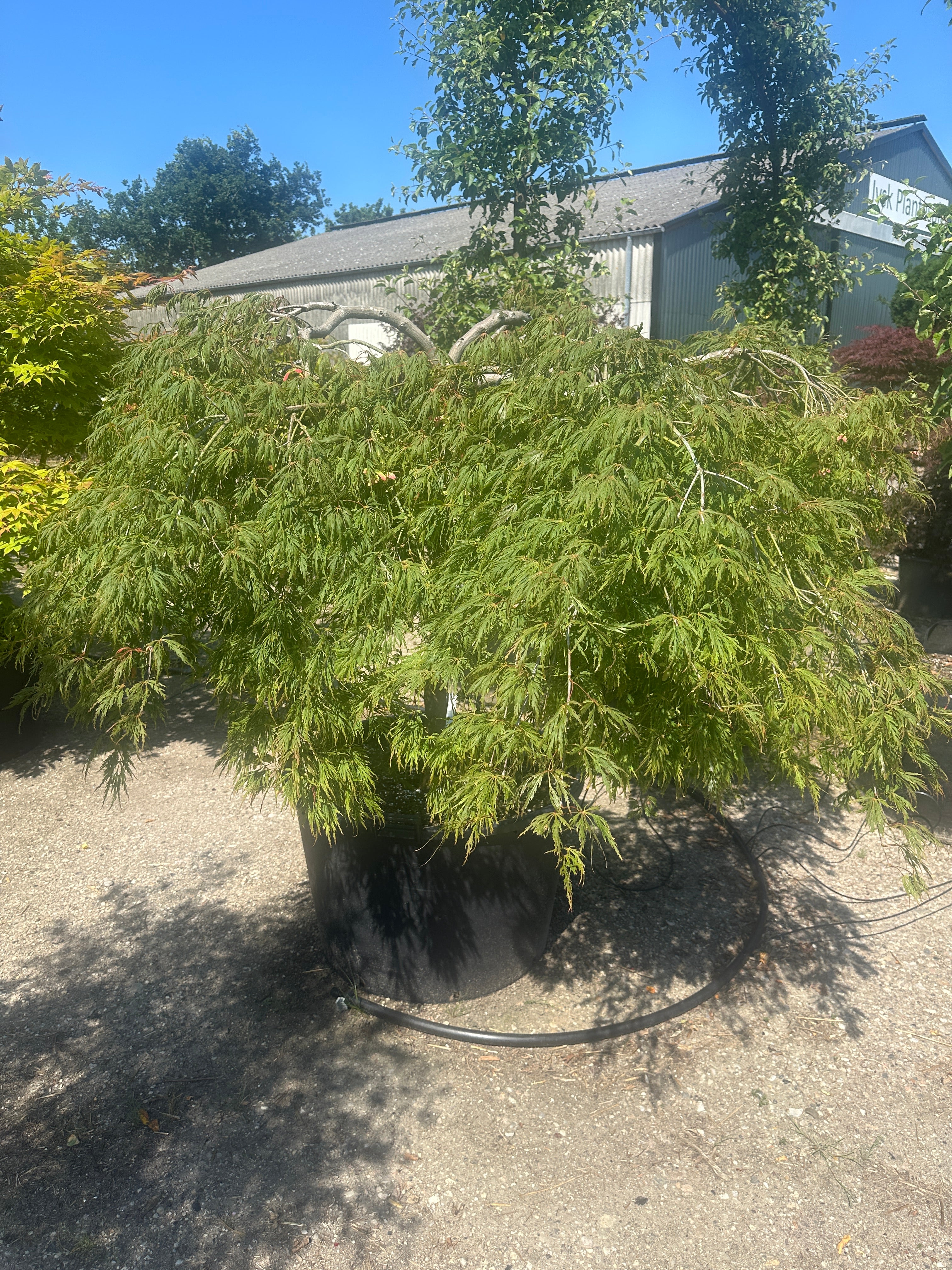 En paraplyformet Acer palmatum Dissectum med en bar stamme og en bred, overhængende krone af sirligt klippede, tætte puder med finfligede, lysegrønne blade.