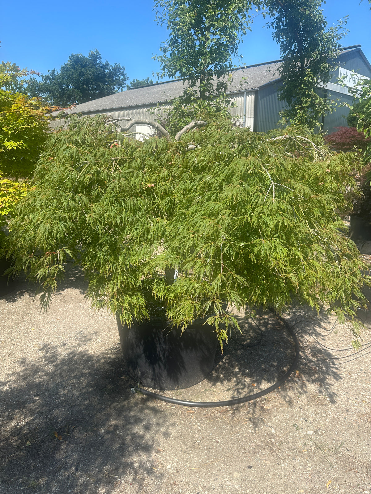 En paraplyformet Acer palmatum Dissectum med en bar stamme og en bred, overhængende krone af sirligt klippede, tætte puder med finfligede, lysegrønne blade.
